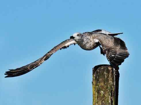 白头鸟系列：另类的美丽10（海鸥）