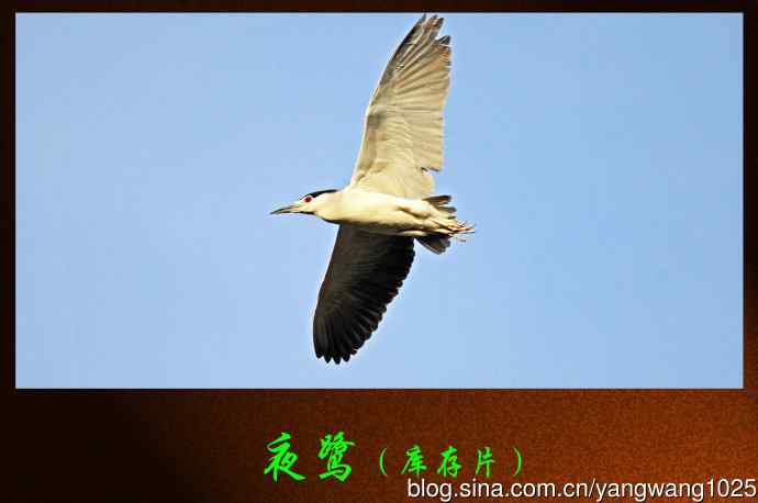 夜鹭（库存片）