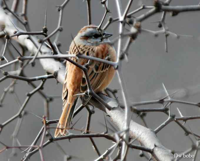 戈氏岩鹀 wbr大佬模样