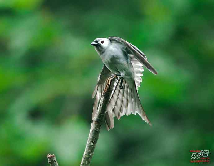 河南董寨&nbsp;wbr路&nbsp;wbr灰卷尾