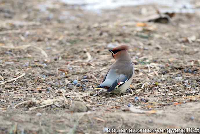 太平鸟(4) 太平鸟(4)