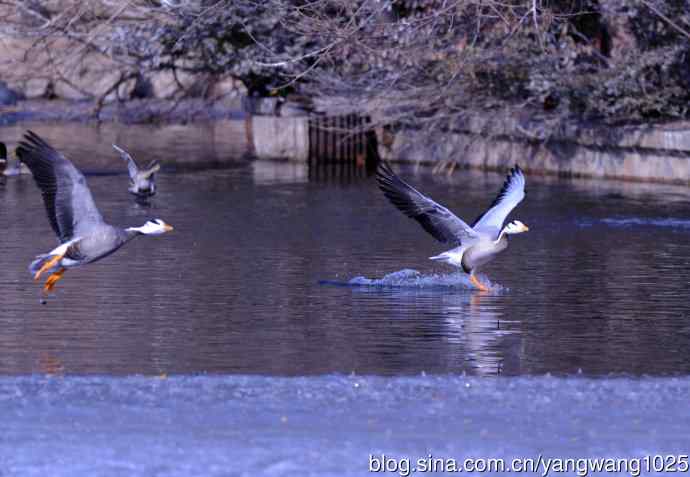 斑头雁（抓拍）9