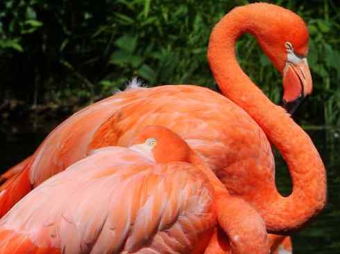 极品红色鸟类：火烈鸟