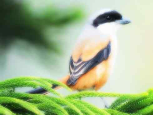 天生猎手：非猛禽类猎手之二（雀鸟也是屠夫——伯劳）