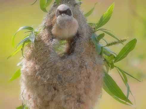 十大鸟类建筑师之二（织布鸟、维达雀）