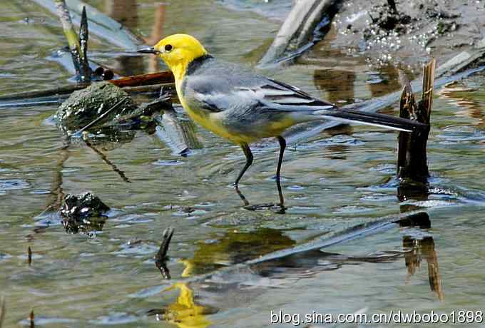 沙河观鸟 沙河观鸟
