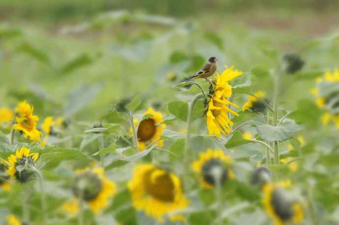 近几天拍到的鸟（拍鸟季来了鈥斺敼！）