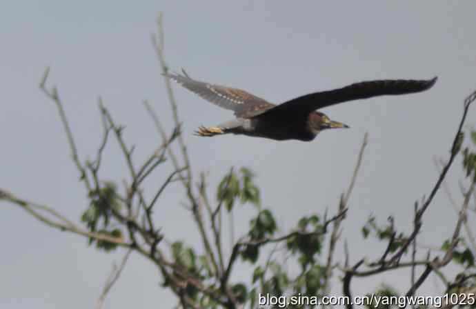 夜鹭(大丽抓拍) 夜鹭(大丽抓拍)