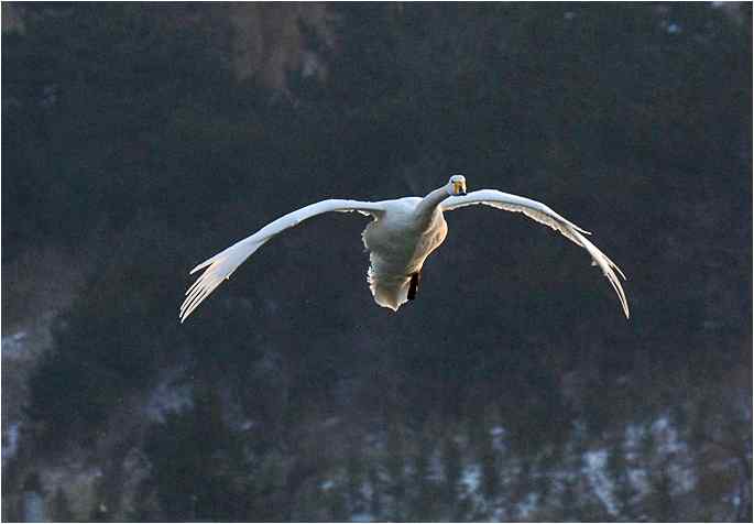 点击图片或使用键盘← →翻页