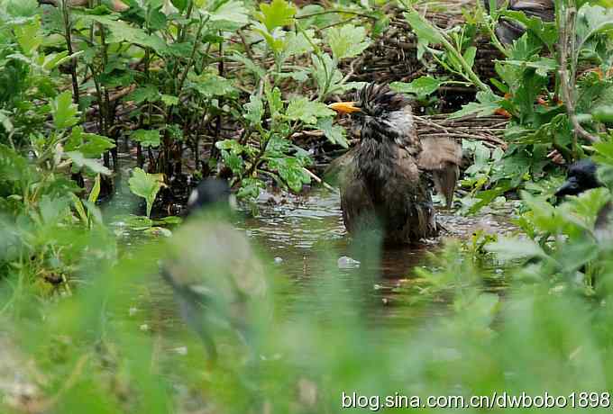 端午天坛生态掠影