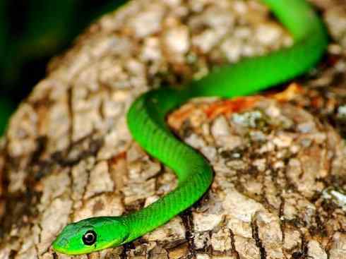 龙:传说的兽原型探秘(树蛇类) 龙:传说的兽原型探秘(树蛇类)