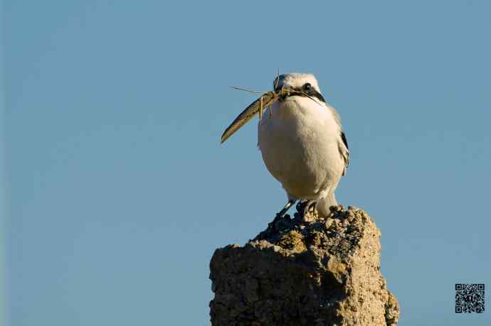 野鸭湖的楔尾伯劳吃什么？