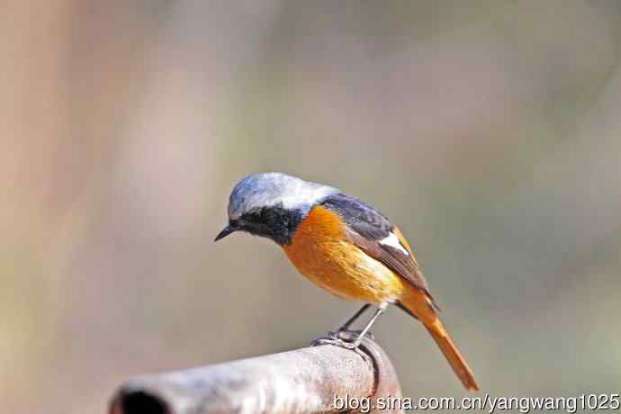 雄性北红尾鸲（30）