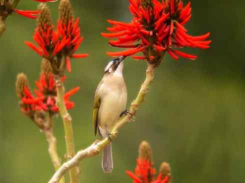 白头鸟类：另类的美丽（白头鹎）