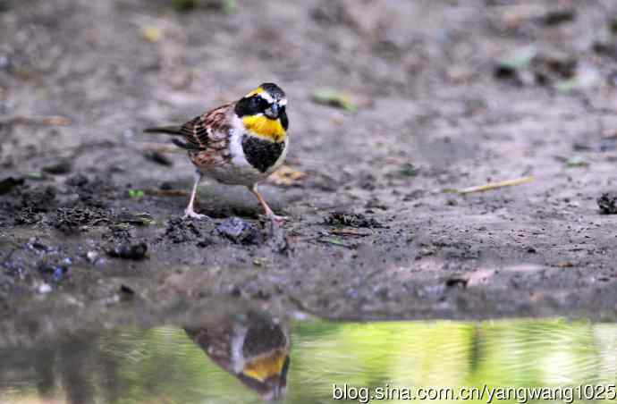 雄性黄喉鹀（2）