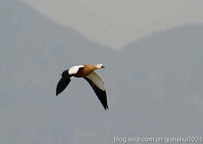 空中盘旋.赤麻鸭白天鹅(官厅水库)