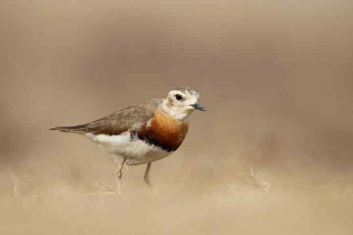 【春天的消息】（最先来到北京的迁徙排头兵---东方鸻）