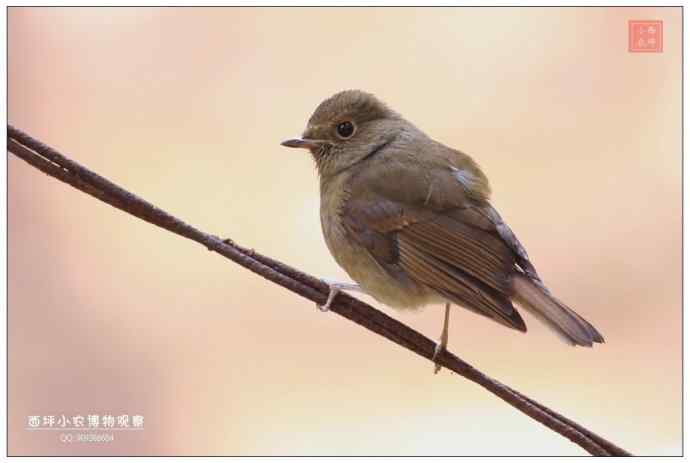 蓝额红尾鸲?似乎不是