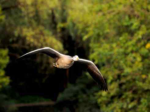 家禽驯化之源之十三（大雁、丹顶鹤）