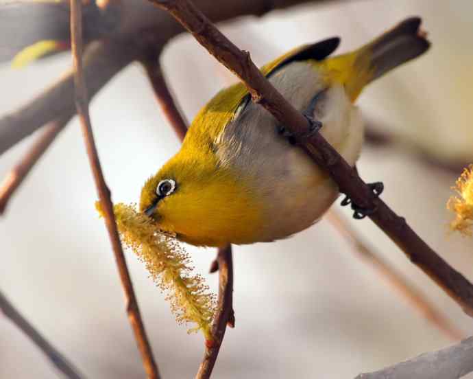 近距看灰腹秀眼