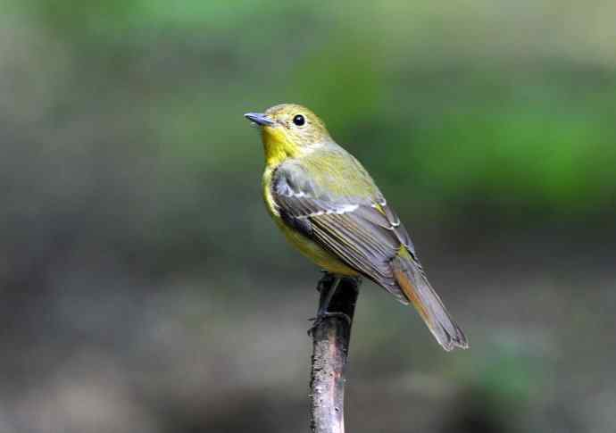 雌性绿背姬鶲(2) 雌性绿背姬鶲(2)