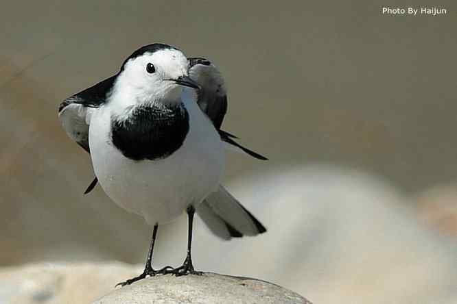 鸟为悦己者容(白鹡鸰梳洗版)