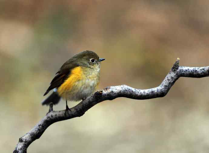 雌性红胁蓝尾鸲（12）