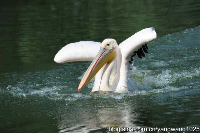 明星（鹈鹕大白）