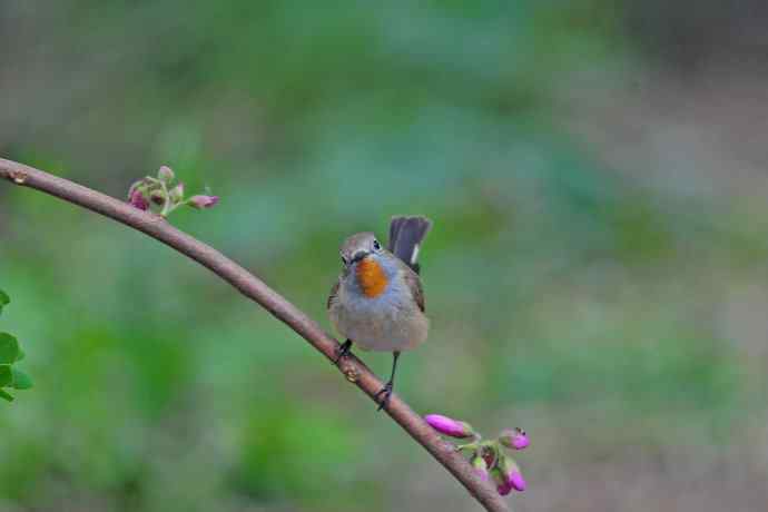 雄性红喉姬鹟（13）