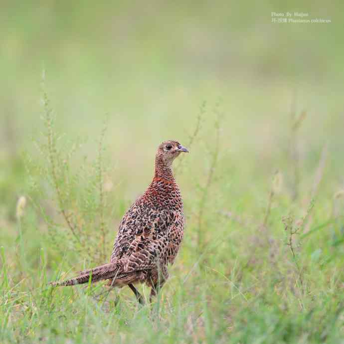 绿色鈥斺斏婊肪憋
