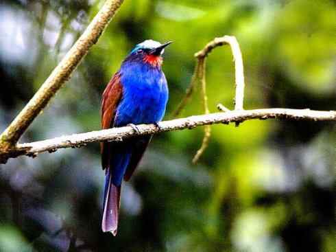 绝色攀禽：佛法僧目之蜂虎2