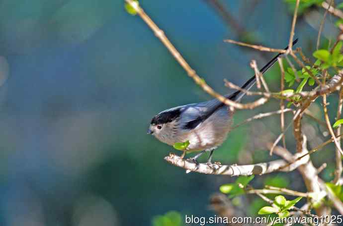 北京天坛公园的鸟类——银喉长尾山雀（1）