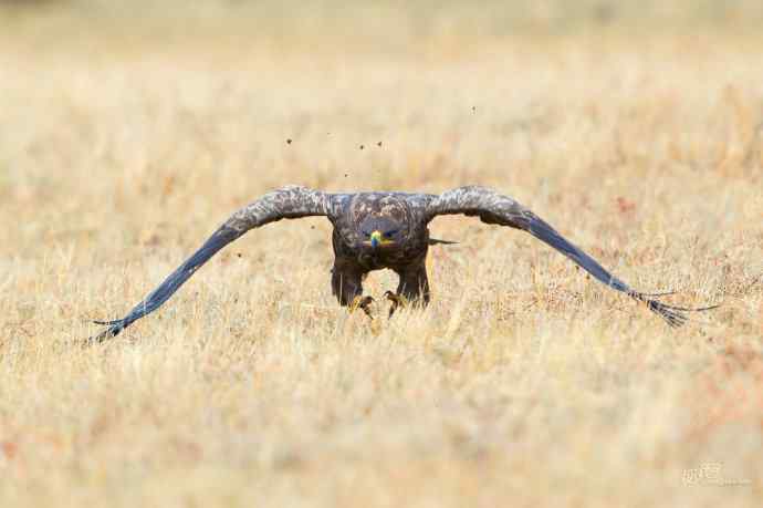 一组草原雕迎面起飞和飞行图（拍摄距离60米）