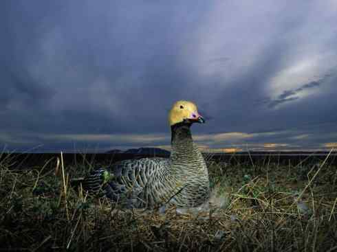 白头鸟系列:另类的美丽8 白头鸟系列:另类的美丽8