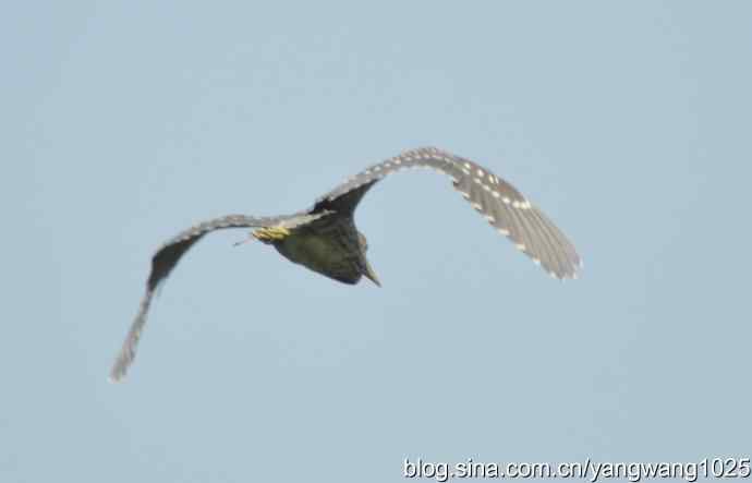 飞（夜鹭） wbr1