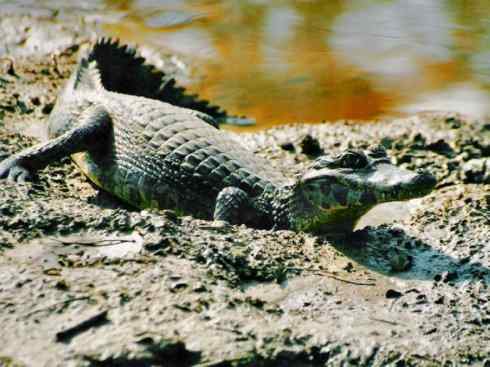 龙:传说的兽原型探秘(短吻鳄类) 龙:传说的兽原型探秘(短吻鳄类)