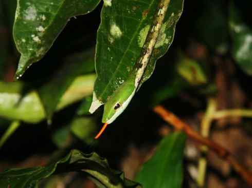 龙:传说的兽原型探秘(树蛇类) 龙:传说的兽原型探秘(树蛇类)