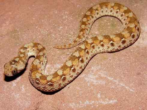 龙：传说的兽原型探秘（蝰蛇类）