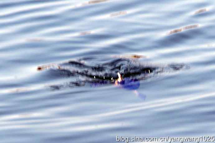 颐和园的收获（潜鸟）