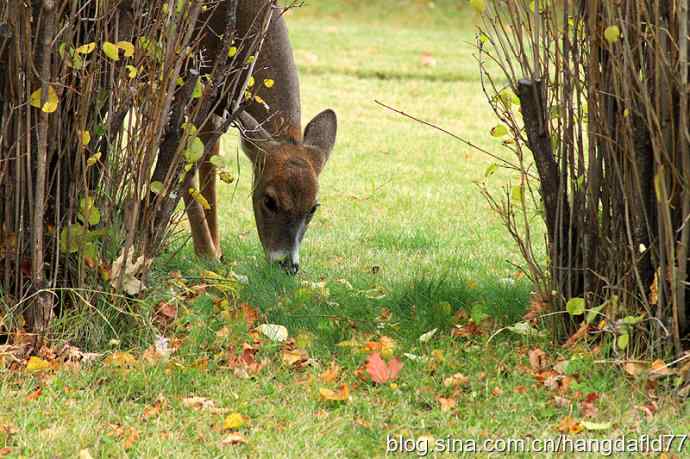 后院野鹿