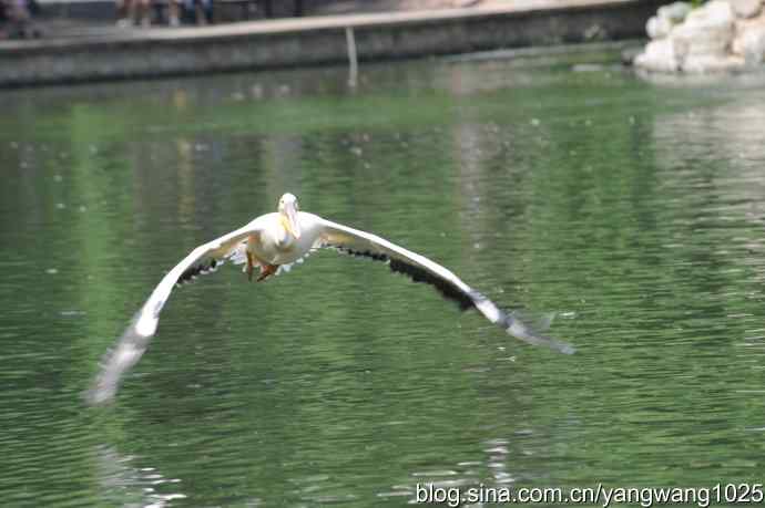 明星（鹈鹕大白）