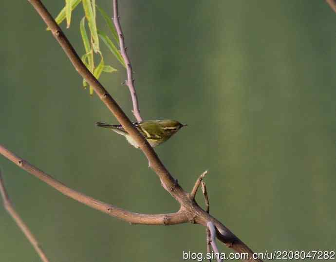 151.圣诞节送上12月份拍新鸟 151.圣诞节送上12月份拍新鸟