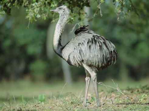 家禽驯化之源之十二 家禽驯化之源之十二