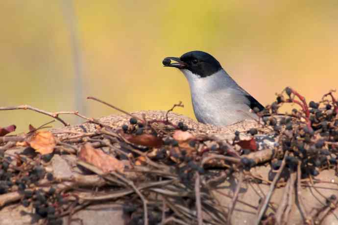 吃果果的黑头奇鹛