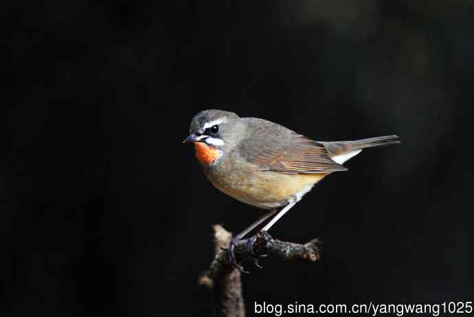 红喉歌鸲(20) 红喉歌鸲(20)