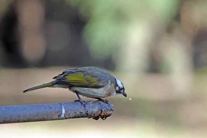 白头鹎（随拍）1