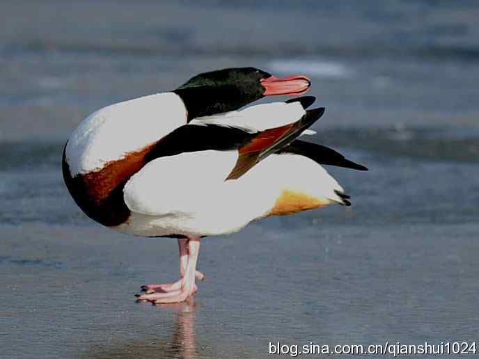 水禽湖冬季运动会