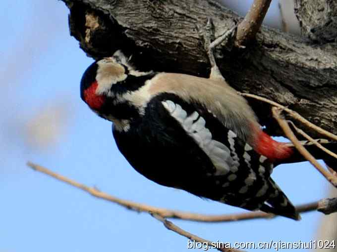 植物园里的大斑啄木鸟