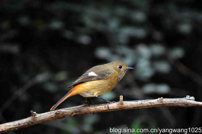 雌性北红尾鸲（3）