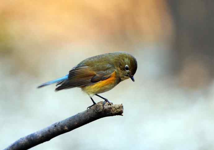 雌性红胁蓝尾鸲（17）